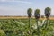 Beautiful Ripe Artichoke Cynara cardunculus in a field of Artichokes. Spring time at the Mediterranean.