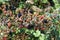 Beautiful ripe blackberries ready to be harvested in sunny Italy