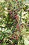 Beautiful ripe blackberries ready to be harvested in sunny Italy