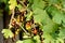 Beautiful ripe blackcurrant fruits on a bush branch