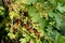 Beautiful ripe blackcurrant fruits on a bush branch