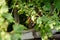 Beautiful ripe blackcurrant fruits on a bush branch