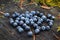 Beautiful ripe blueberries lying on a large tree stump