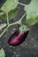 Beautiful ripe eggplant weighs on green branch