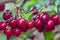 Beautiful ripe and fresh group of red cherries