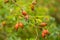 Beautiful ripe fruits of sweet-briar rose in a bush. Colorful autumn close up