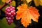 Beautiful Ripe Grape And Autumn Leaves