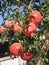 Beautiful and ripe pomegranates