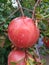 Beautiful and ripe pomegranates