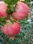 Beautiful and ripe pomegranates