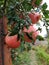 Beautiful and ripe pomegranates