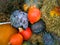 Beautiful ripe pumpkins and cabbage lie on a straw. Farmers autumn harvest. Gorgeous autumn background with pumpkins