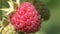 beautiful ripe raspberries growth in garden. extreme macro footage