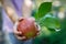 The beautiful ripe red apple with green leaves in children hands