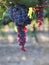 Beautiful ripe red wine grapes clusters ready to harvest in a vineyard