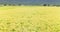 Beautiful Ripe rice field  at autumn