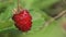 beautiful ripe wild strawberries growth in . macro footage