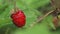 beautiful ripe wild strawberries growth in . macro footage