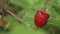 beautiful ripe wild strawberries growth in . macro footage