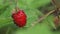 beautiful ripe wild strawberries growth in . macro footage