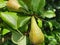 Beautiful ripening pears on a pear tree in a backyard garden