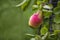 Beautiful Riping Juicy pears on a tree branch Organic summer garden Selective focus after rain