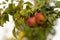 Beautiful Riping Juicy pears on a tree branch Organic summer garden Selective focus after rain