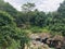 a beautiful river and small jungle. water flowing on the rock