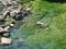 Beautiful river Sorgue at Fontaine de Vaucluse in Provence which lets the aquatic plants shine through its clear and pure water