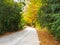 Beautiful Road in the autumnal forest with varied colours of browns, greens, oranges and yellows on the leaves of the trees next