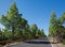 Beautiful road with fir trees on the sides in Teide National Par