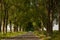 Beautiful road like a tunnel through the green trees in the summer