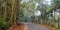 Beautiful road lined by tall trees in the konkan region of Maharashtra