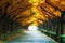 Beautiful Road Path under Trees Arch in Autumn