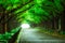Beautiful Road Path under Trees Arch Tunnel