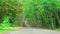 Beautiful road and tree tunel as background texture