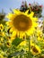 Beautiful Roadside Sunflower