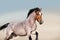 Beautiful roan bay horse in motion