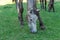 Beautiful roan horse grazing in pasture. Gray mare eating green grass.