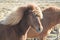 Beautiful Roan Icelandic Horse with a Blonde Mane