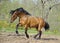 Beautiful roan stallion playing in the paddock