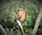 Beautiful robin with closed beak is sitting on short bare branch.