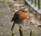 Beautiful robin with closed beak is standing on one leg on short green branch.