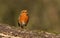 A beautiful Robin Erithacus rubecula perched on a log singing.