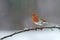 Beautiful robin, Erithacus rubecula, under a snowfall