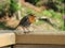 A beautiful robin red breast bird