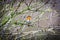 A beautiful robin red breast sits alone in a tree