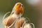 Beautiful robin redbreast bird feeding on teasel