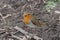 A beautiful Robin Redbreast in the forest