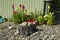 Beautiful rock garden with flowers at home